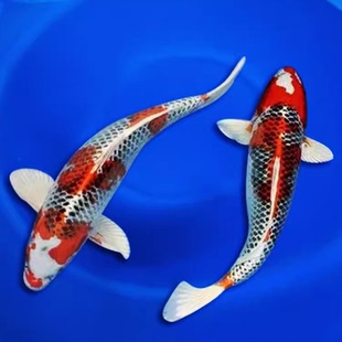 【昆明直发】中号锦鲤孔雀秋翠辉龙背松叶白金活鱼冷水鱼淡水养殖