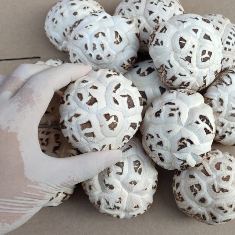天白冬花菇随州特产肉厚脆嫩爽滑