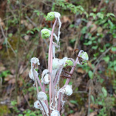 薇菜 青川土特产农家干货广东苔200g非蕨菜 红薇菜牛毛广广元