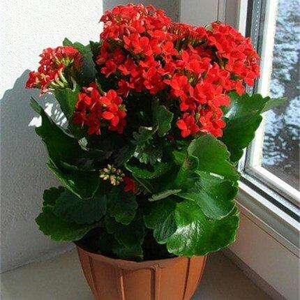 长寿花盆栽带花苞花卉植物室内花绿植绿巴黎重瓣大花四季开花花苗 优库淘