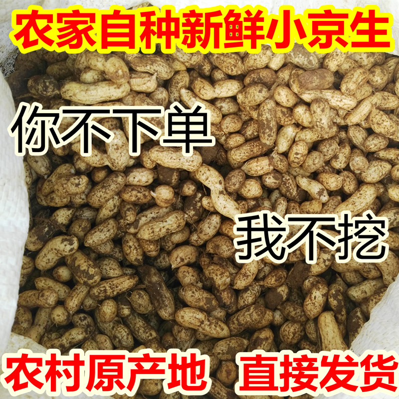 新昌特产新鲜小京生嫩花生小红帽2斤5斤装现摘现挖农家自种图片