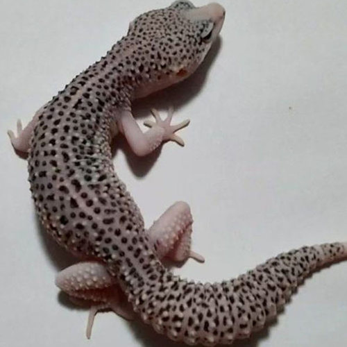 豹纹守宫银河肥尾蜥蜴成体亚成体非幼苗不咬人可爱无毒爬宠活物