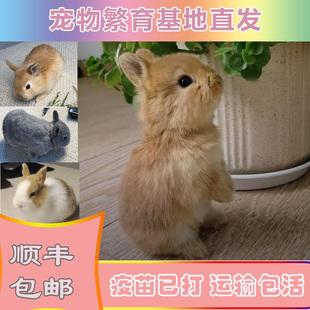 兔子活物长不大迷你侏儒猫猫兔荷兰垂耳小兔活体幼崽家养宠物包邮