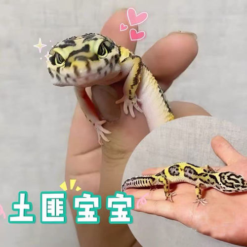 豹纹守宫土匪肥尾蜥蜴成体成体非幼苗不咬人宠物可爱无毒爬宠活物