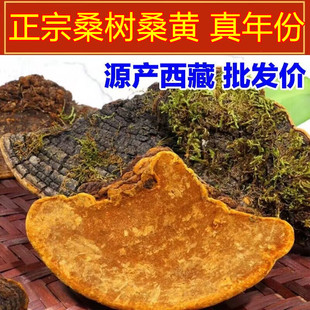 35+年份正宗野生西藏桑黄非灵芝正品特级桑树桑黄整朵块桑黄500克