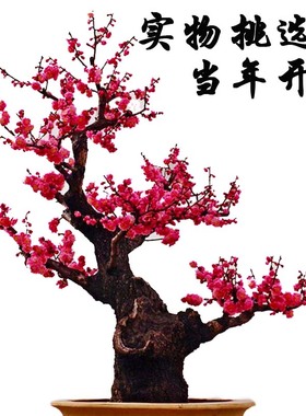 梅花海棠花一物一拍