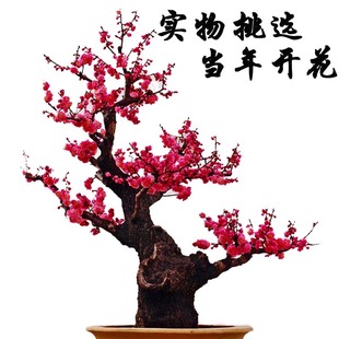 梅花海棠花一物一拍