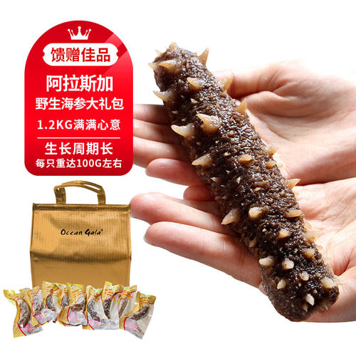 阿拉斯加野生即食海参大礼包(生长周期长）