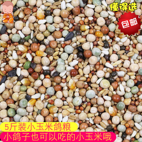 小玉米幼鸽赛飞营养粮斑鸠粮