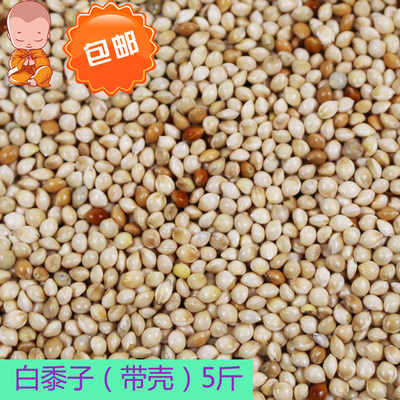 白黍子鹦鹉斑鸠鸽粮鸟食做枕头