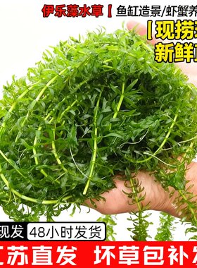 养殖虾蟹专用水草新鲜草活体吃不败伊乐藻环保用草鱼缸造景耐寒