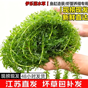 养殖虾蟹专用水草新鲜草活体吃不败伊乐藻环保用草鱼缸造景耐寒