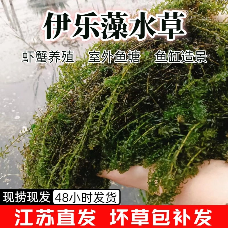 伊乐藻水草小龙虾养殖专用水草养鱼养虾养蟹水草净化水质鱼缸造景