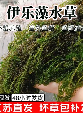 伊乐藻水草小龙虾养殖专用水草养鱼养虾养蟹水草净化水质鱼缸造景