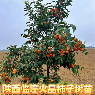 陕西临潼火晶柿子树苗嫁接无核南方北方别墅庭院盆栽地栽当年结果