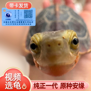 黄缘龟幼龟安缘龟苗闭壳观赏宠物乌龟活体半水龟皖南血红圆体高背