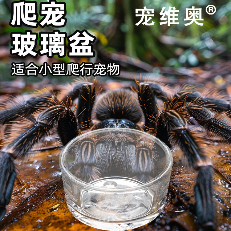 爬虫迷你无菌玻璃水杯果泥食盆蛇守宫蛙守宫睫角仓鼠蜘蛛防逃盆