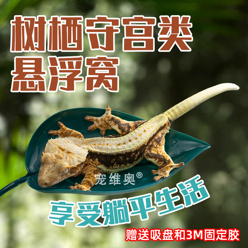 树栖爬宠箱造景攀爬植物假植叶片