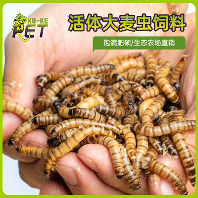高蛋白养殖大麦虫活体饲料包邮