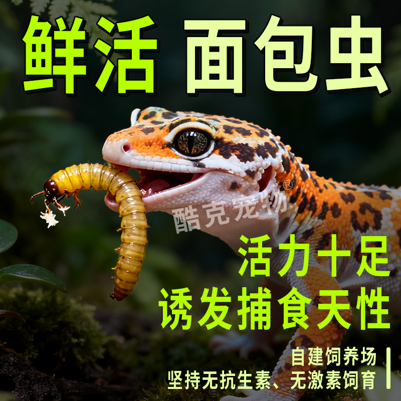 鲜活面包虫饲料养殖活虫鸟食大麦虫干守宫蜥蜴食物蜜袋鼯仓鼠粮食