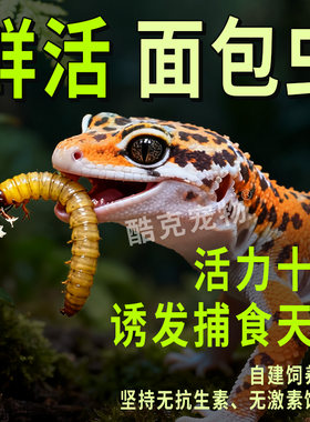 活体面包虫黄粉虫宠物活体饲料