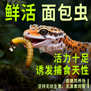 鲜活面包虫饲料养殖活虫鸟食大麦虫干守宫蜥蜴食物蜜袋鼯仓鼠粮食