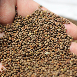 贵州特产酥麻籽农家种生酥麻黑苏麻引子油性酥麻 好苏麻籽500g