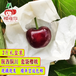 套袋樱桃车厘子新鲜水果孕妇陕西铜川大樱桃甜黑珍珠2斤顺丰包邮