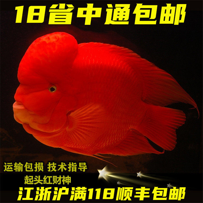 鹦鹉鱼起头红财神发财鱼元宝鱼活体风水鱼热带淡水大型观赏鱼包邮