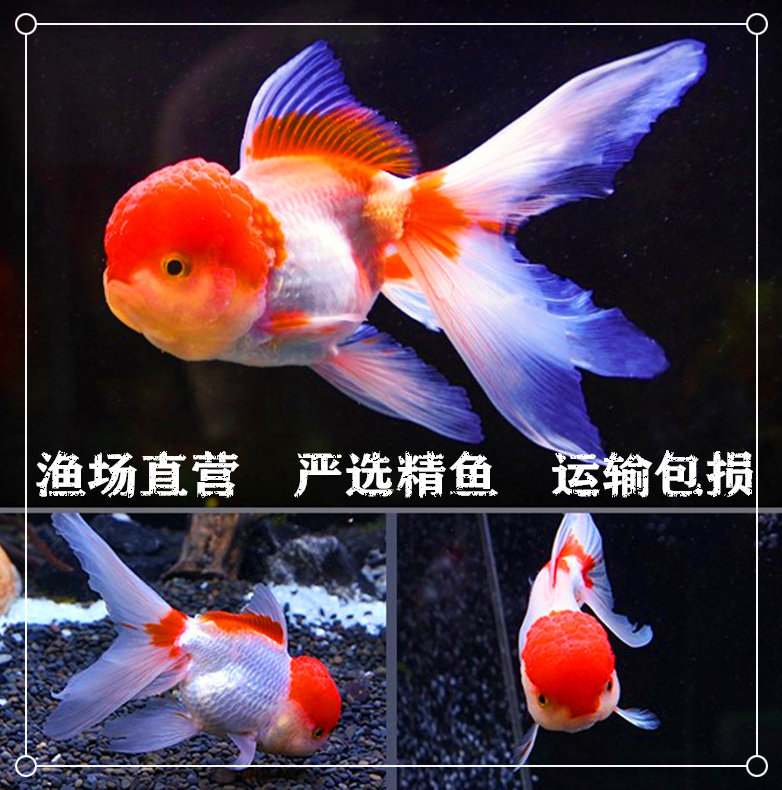 精选金鱼活体兰寿泰狮淡水观赏鱼冷水鱼草金鱼锦鲤红白珍珠宠物鱼