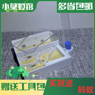 小莫蚁馆 一体平面巢 活体蚂蚁 仿生态城堡送日本黑金工匠尼科巴
