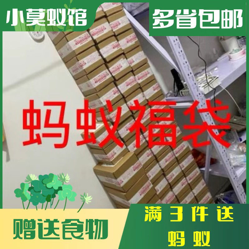 小莫福袋随机发各种蚂蚁