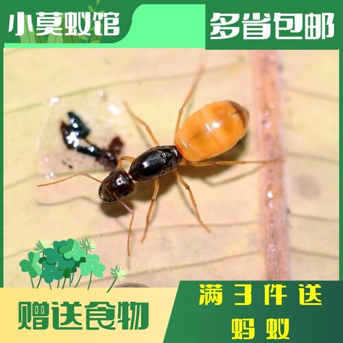 黑金蚁费氏弓背蚁黄金蚂蚁