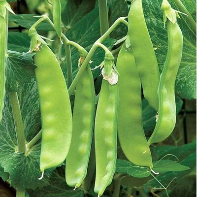 现摘甜脆四季豆新鲜荷兰豆豆荚蔬菜豌豆豌豆荚农家云南当季