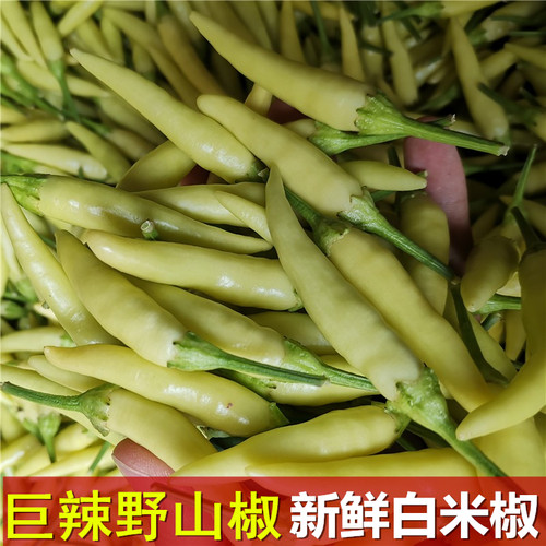 新鲜白米椒野山椒巨特辣辣椒小米辣剁椒泡椒白色辣椒朝天现发现摘