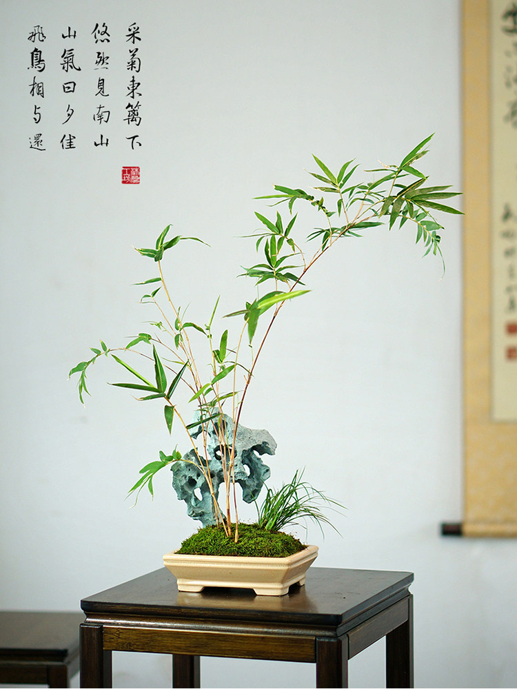 太湖石红竹假山竹子盆景桌面红观音竹盆栽办公桌茶桌绿植教师节礼
