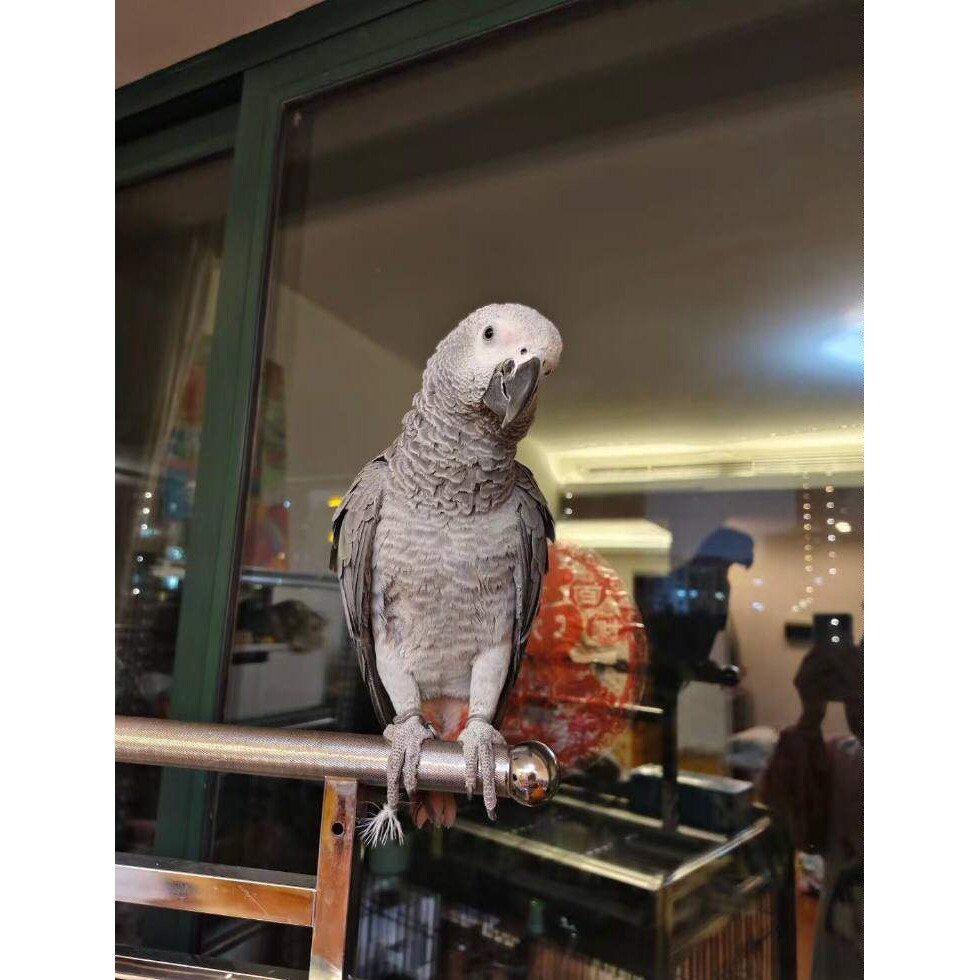 非小洲灰/机鹦活鸟/幼鸟/会说话/适合送老人小孩/定金二百