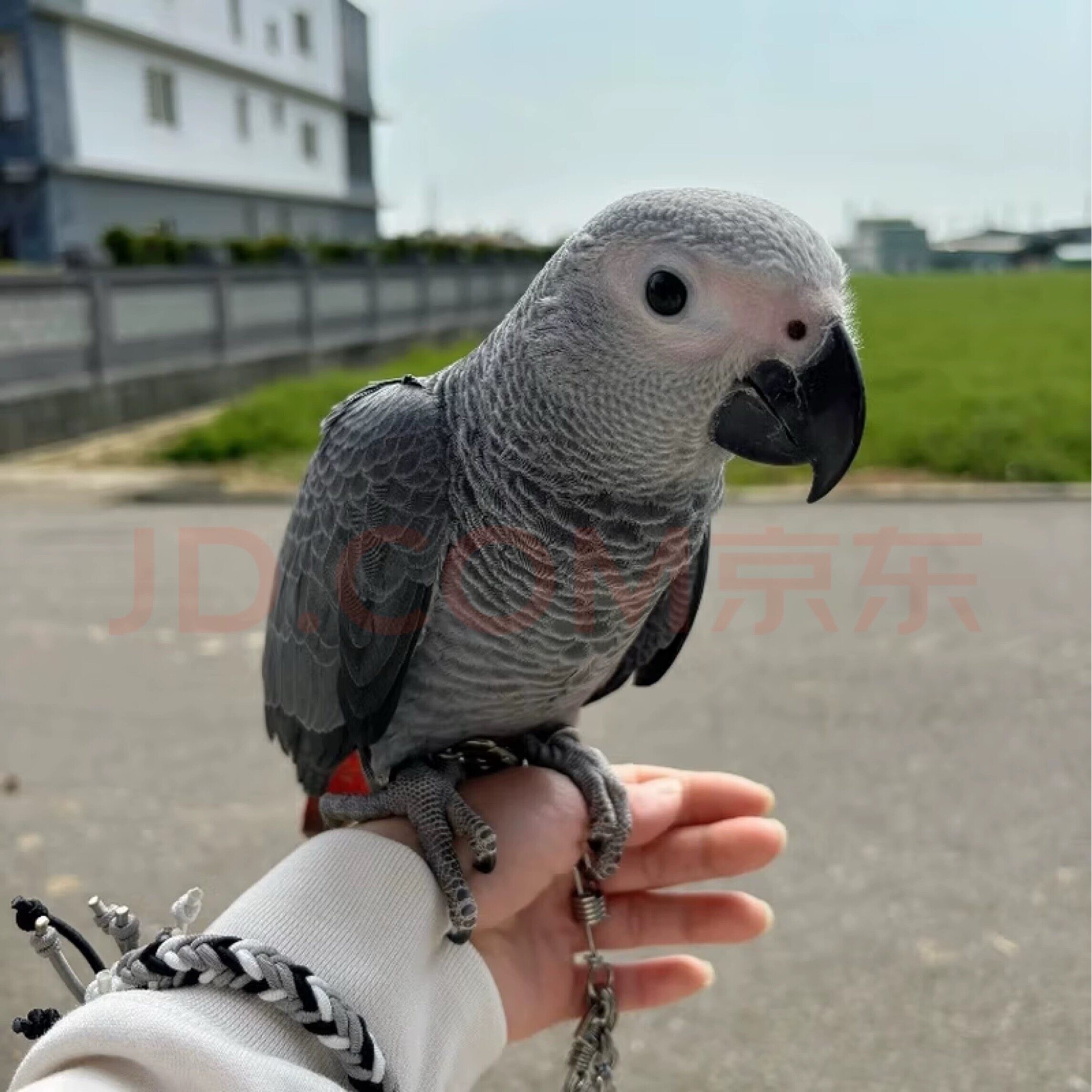 灰机鹦鹉幼鸟带标识卡双病毒检测