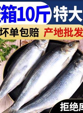 青鱼 新鲜沙丁鱼海鲜深海冷水鱼海捕青鱼排鱼冷冻青占鱼