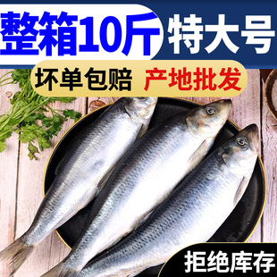 青鱼 新鲜沙丁鱼海鲜深海冷水鱼海捕青鱼排鱼冷冻青占鱼