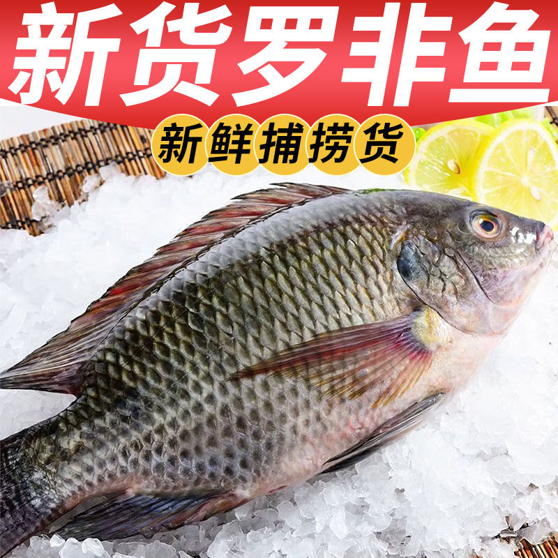 罗非鱼新鲜福寿烧烤鲜活酸菜鱼水产鱼野鱼福寿鱼新鲜冷冻整条