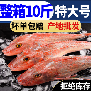 红头鱼红娘子新鲜海捕海鱼红绣鞋鱼鲜活海产品新鲜海鱼海鲜烧烤