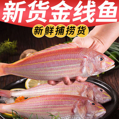 金线鱼海鲜冷冻鲜活新鲜海鱼红三鱼冰鲜红杉鱼新鲜海鲜水产整箱