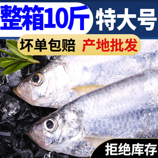 鳓鱼新鲜特大号力鱼鲜活冷冻白鳞鱼白鳓鱼曹白鱼冰鲜生鲜深海大鱼