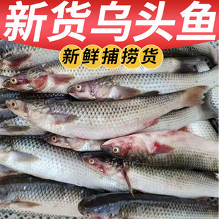 乌鱼新鲜速冻又名梭鱼淄鱼鲻鱼乌头鱼支鱼大号刺少海鱼