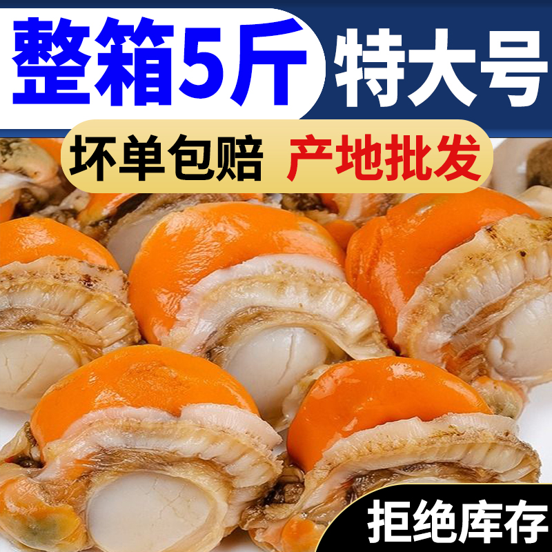 【带黄去壳】特大号海捕扇贝肉新鲜冷冻海鲜鲜活贝肉全贝