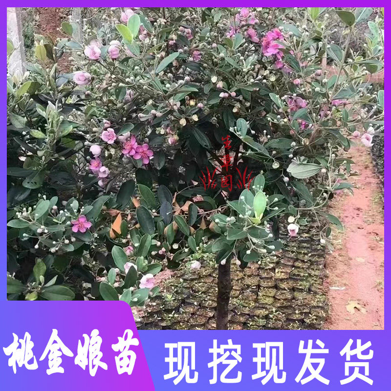 桃金娘树稔子苗苗捻子树苗桃金娘苗庭院盆栽种植子苗带土中草药苗