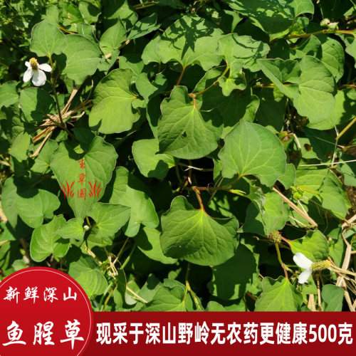 现采新鲜折耳根凉拌鱼腥草鱼星草
