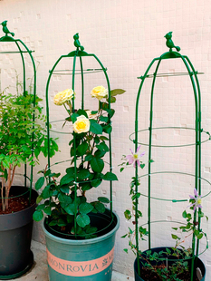 铁线莲花支架阳台花卉支架可伸缩月季 固定支撑杆爬藤植物绿萝花架