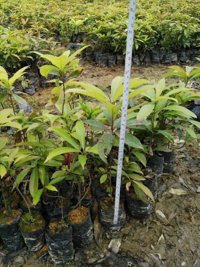 木荷杯苗 荷木树苗 荷树杯苗 